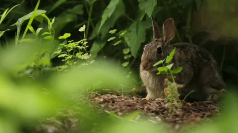 Rabbit in Garden Video stock 782775