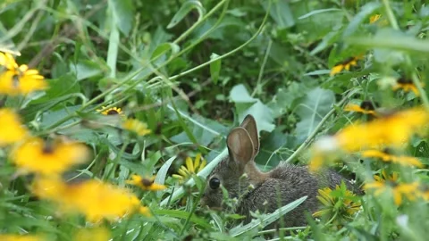 Rabbit in a Garden Stock Footage 136392253