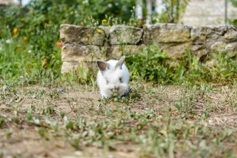 Rabbit in the garden Stock Photos