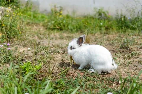Rabbit in the garden Stock Photos