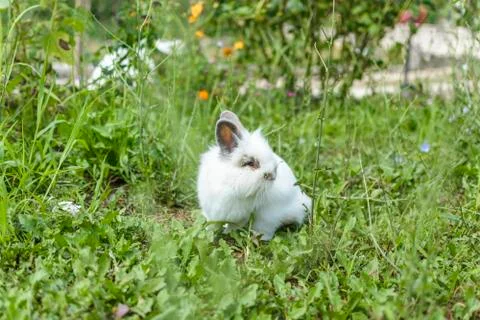 Rabbit in the garden Stock Photos