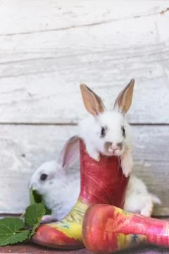 Rabbit in the garden Foto stock
