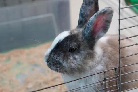 Rabbit in the garden Foto stock