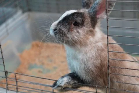 Rabbit in the garden Foto stock
