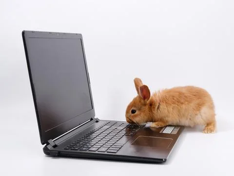 Rabbit geek IT master behind a laptop on a white background Fotos Stock