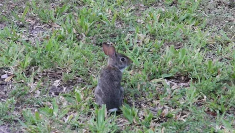 Rabbit gets startled  2 Stock Footage 5504139
