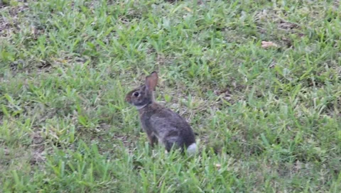 Rabbit gets startled 動画素材 5504074