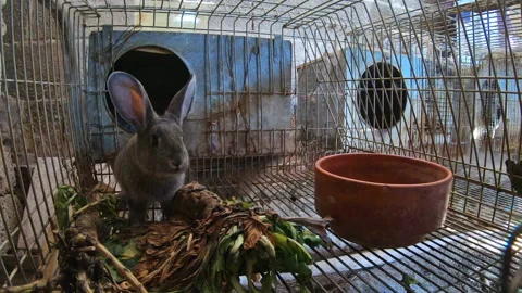 Rabbit getting out of his cage and jumping back into his burrow, 4k Stock Footage 170675184