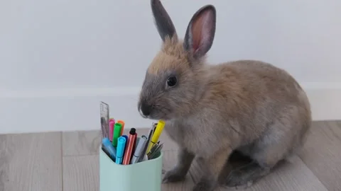 rabbit gnaws a Domestic pet Stock Video Pond5