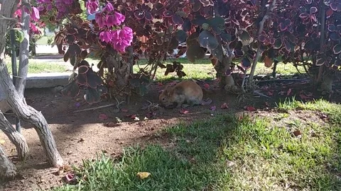 Rabbit in Gran Canaria Stock Footage 197189618