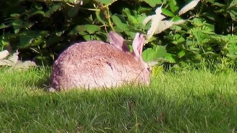 Rabbit on the grasfield in the park Stock Footage 82723404