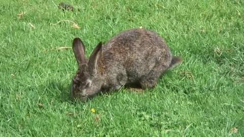 Rabbit on grass 1 Video stock 76260960