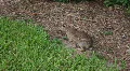 Rabbit In Grass HD Footage