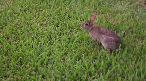 Rabbit In Grass 스톡 동영상 809096