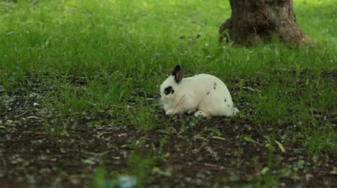 Rabbit in the grass Stock Footage 27788630