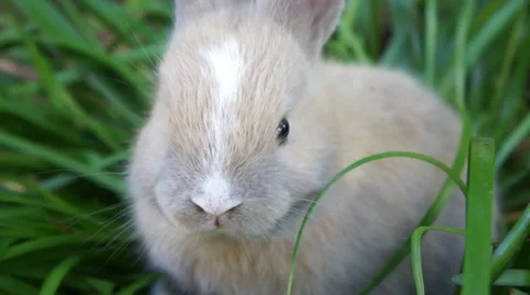 Rabbit on grass Stock Footage 33644143