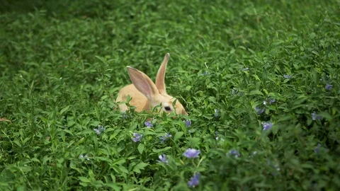 Rabbit on Grass Video stock 93294047