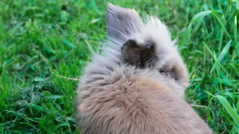 Rabbit on the grass Stock Footage 155345276