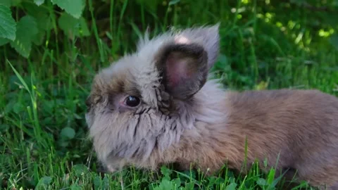 Rabbit on the grass Stock Footage 155345334