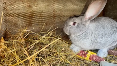Rabbit in the grass Stock Footage 171594189
