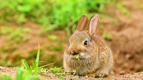 Rabbit in Grass Stock Footage 323140653