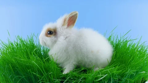 Rabbit in grass, looking around, eating green grass Stock-Footage 104866100
