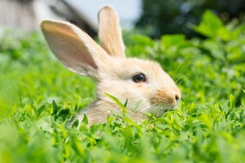 Rabbit on the grass Stock Photos