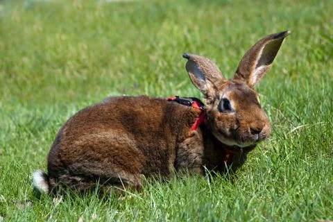 Rabbit on the grass Stock Photos