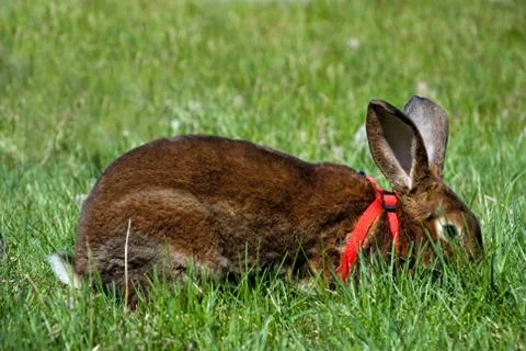 Rabbit on the grass Stock Photos