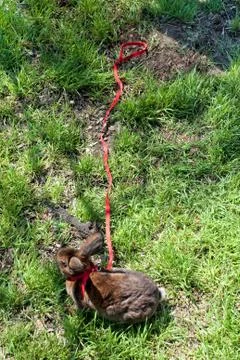 Rabbit on the grass Stock Photos