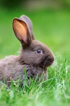 Rabbit in the grass Foto stock