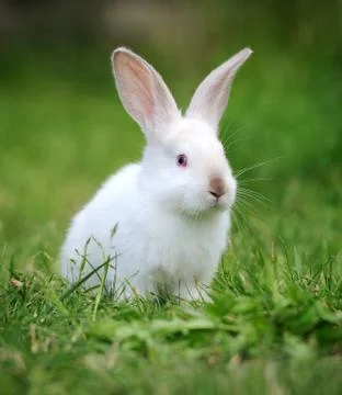 Rabbit in the grass Stock Photos