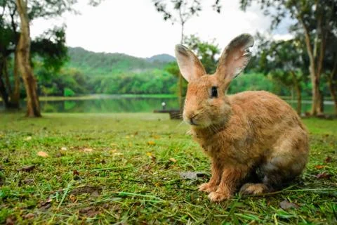 Rabbit on grass Stock Photos
