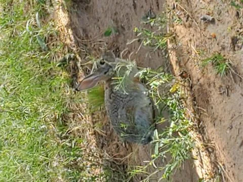 Rabbit in grass Stock Photos