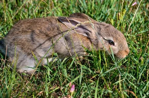 Rabbit on grass Stock Photos