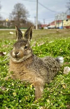 Rabbit in the grass 写真素材