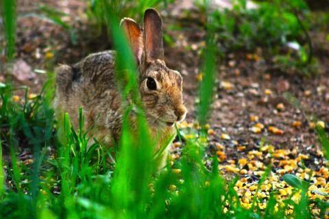 Rabbit in grass Stock Photos