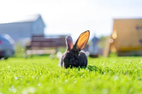 Rabbit on grass. Stock Photos