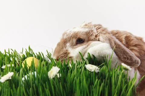 Rabbit grass stemes painted eggs Stock Photos