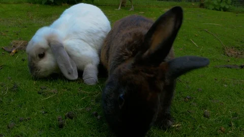 Rabbit grazing and curious of camera (Close up) Video stock 114849812