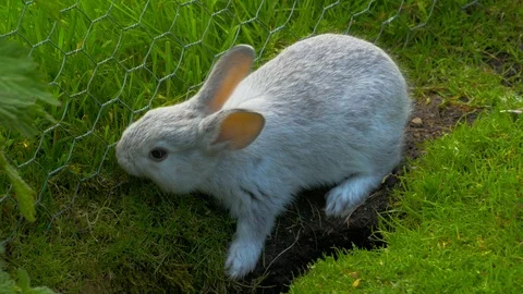 Rabbit grazing on grass Stock Footage 114681645