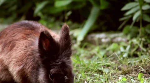 Rabbit grazing on the lawn Vidéo 27882955