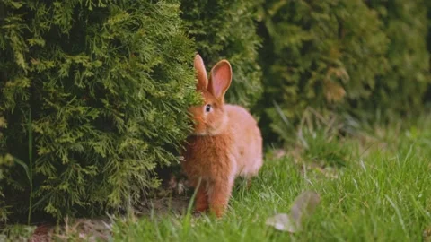 Rabbit grazing on the lawn Stock Footage 191093495