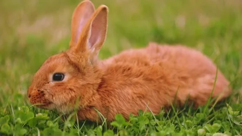 Rabbit grazing on the lawn Stock Footage 191838375