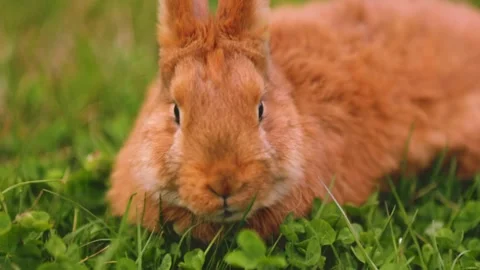 Rabbit grazing on the lawn Stock Footage 194150633