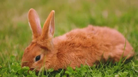 Rabbit grazing on the lawn Stock Footage 194386898