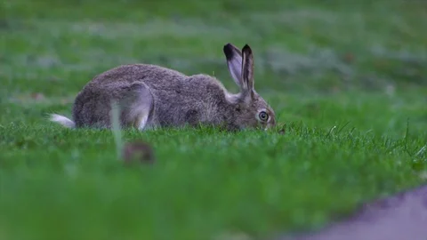 Rabbit grazing in park 2 (Slow Motion) Stock Footage 88327264