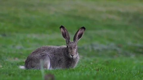 Rabbit grazing in park (Slow Motion) Stock Footage 88324231