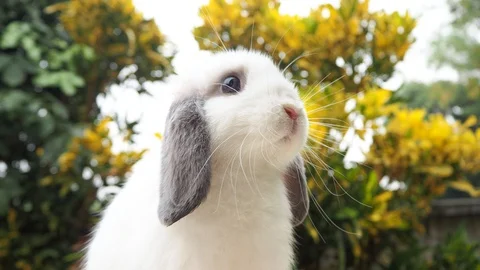 Rabbit on green and yellow tree, white rabbit little rabbit, Little white bunny Stock Footage