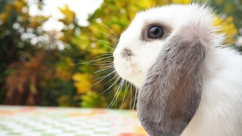 Rabbit on green and yellow tree, white rabbit little rabbit, Little white bunny Stock Footage 127268614
